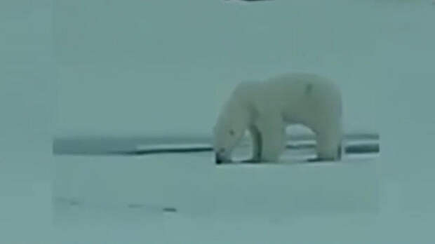Белый медведь украл у якутского рыбака удочку