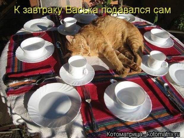 Веселая котоматрица
