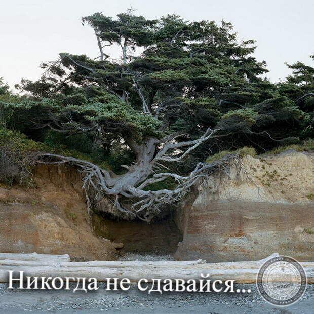 Никогда не сдавайся