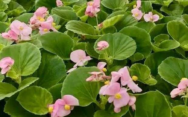 В Рязани высадят более 1,2 млн однолетних цветов