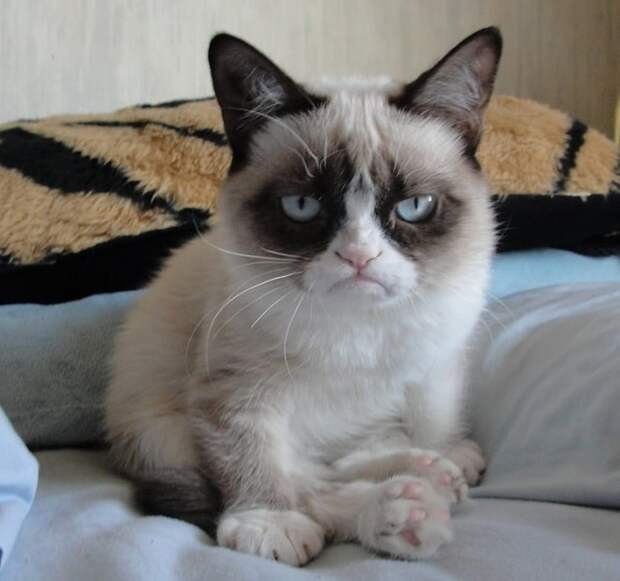 «Вставай, соня!»: новая Grumpy Cat, ставшая звездой Интернета, не дает хозяйке спать по утрам