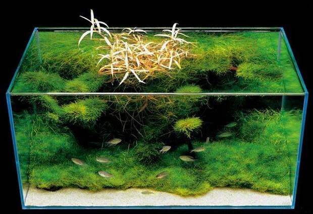 Подводные сады аквариумов от Такаши Амано