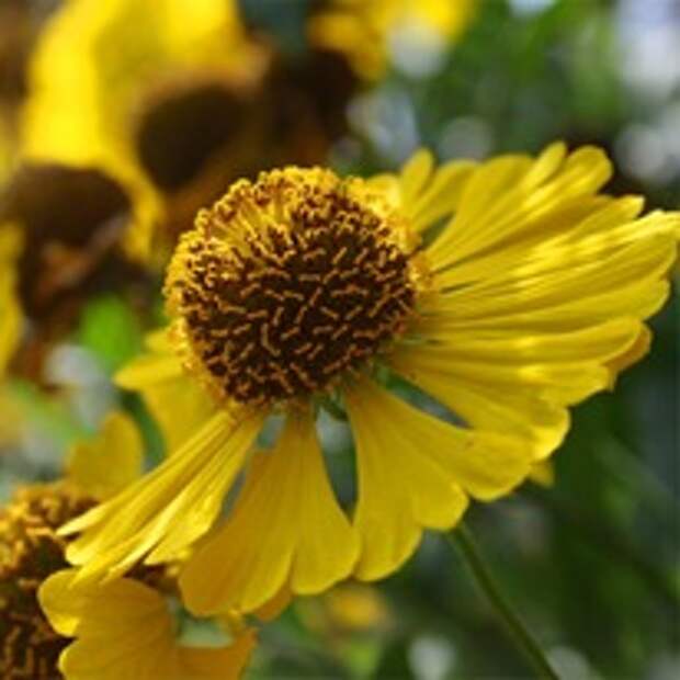 Гелениум - красивый многолетник для осени