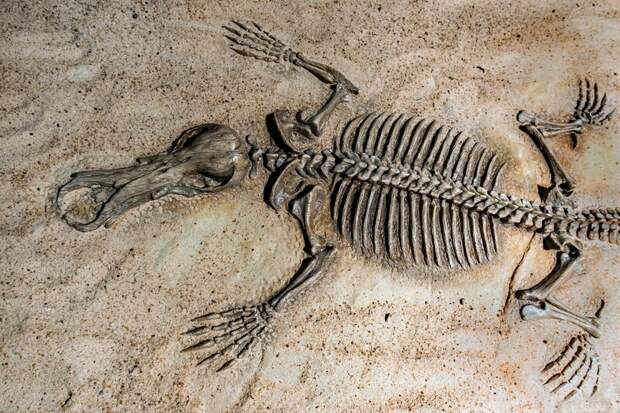 Палеонтологи обнаружили в Австралии новый вид однопроходных млекопитающих