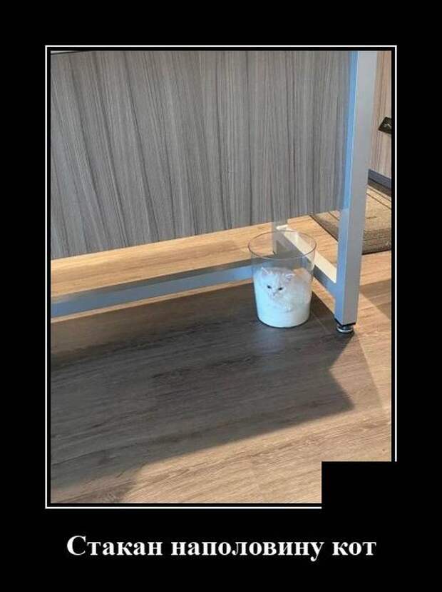 Демотиватор про кота