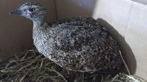 Крымчанин спас краснокнижную птицу