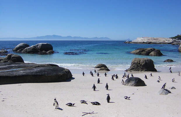 Penguins-on-Boulders-beach-South-Africa