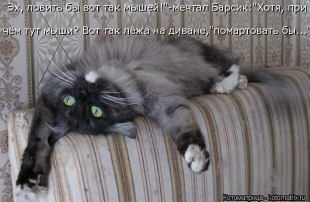 Свежая котоматрица (33 фото)