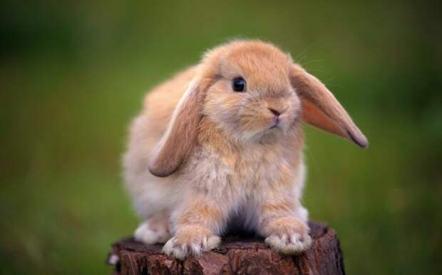 Вот это кролик. |Фото: zastavki.com.
