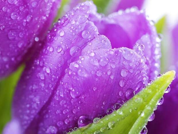 allfons.ru-5231 (700x525, 128Kb)