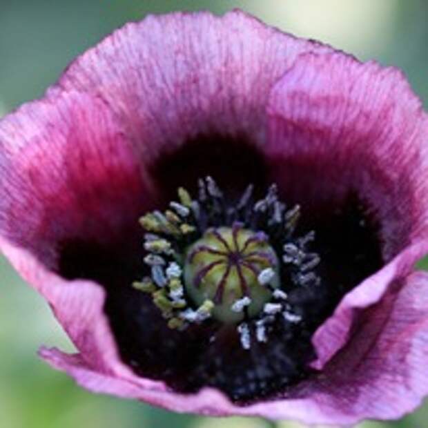 Мак восточный