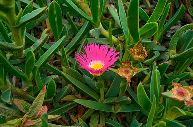 Национальный ботанический сад Кирстенбош (Kirstenbosch National Botanical Garden)