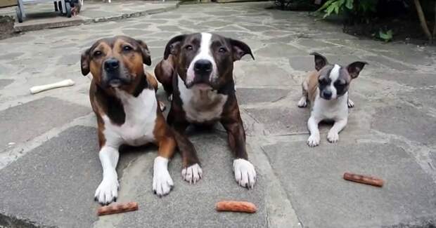Картинки по запросу Этим троим псам раздали по колбаске. А теперь посмотри, что делает самый маленький.