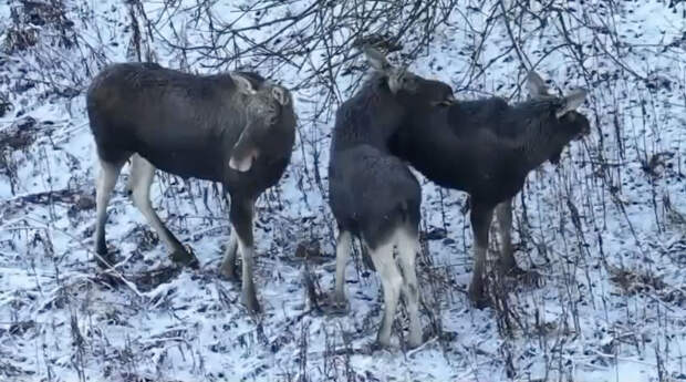 Видео: в лесах Ленобласти заметили лосей