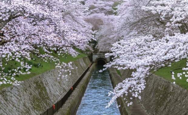 Сакура в цвету: Фотопейзажи из Японии, от которых захватывает дух