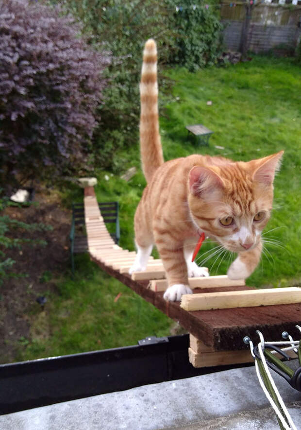 guy-builds-sneaky-cat-ladder-3