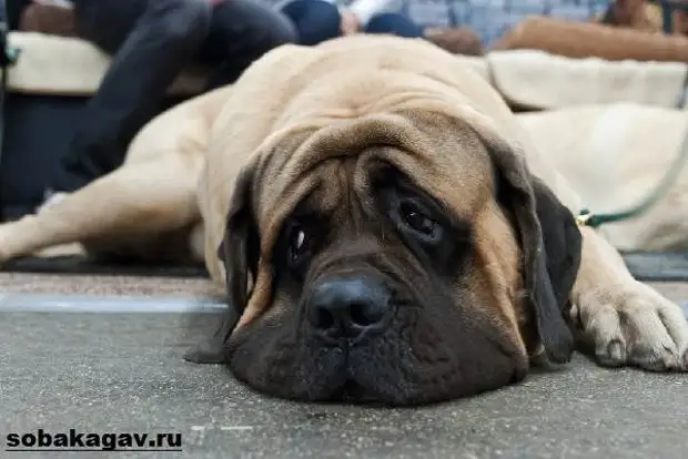 Английский мастиф собака. Описание, особенности, уход и цена английского мастифа