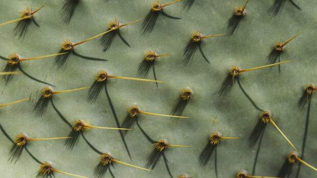 Зачем кактусам колючки: объяснение для детей и советы родителям