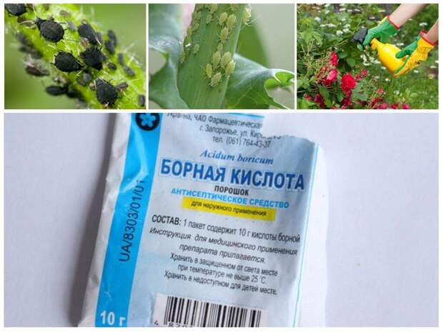 Зеленка залечит раны на тыкве: 10 дешевых и доступных средств, которые помогут клубнике, луку и другим дарам огорода
