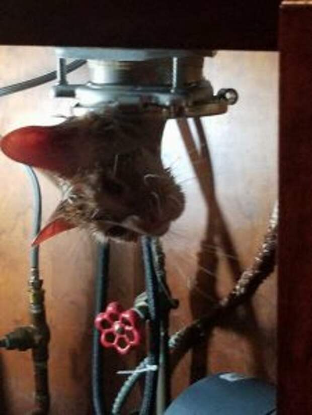 kitten-stuck-garbage-disposal3