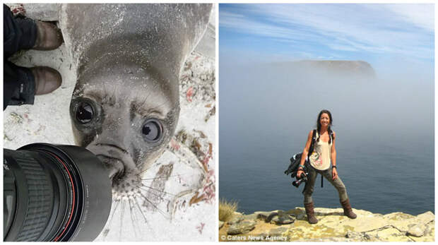 Любопытный и очень фотогеничный тюлень попал в объектив фотокамеры любопытный тюленчик, фото животных