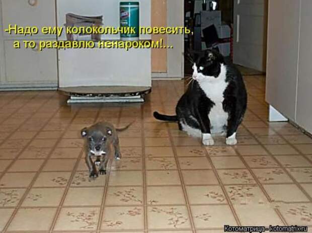 Котоматрицы (картинки с надписями)