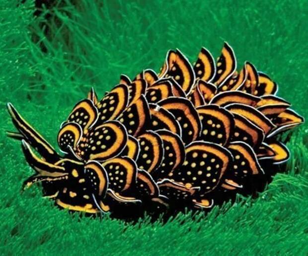 Черно-золотой морской слизень животные, природа, странные, удивительное, чудо