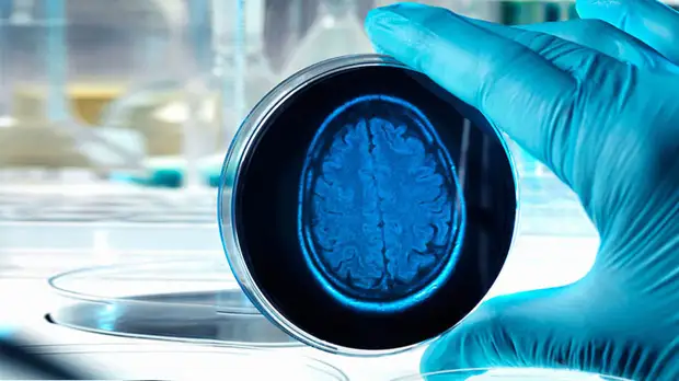 Учёным удалось омолодить старые клетки мозга у крыс