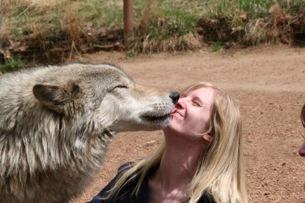 Милейшие поцелуи животных животные, поцелуй