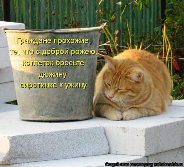 Свежая котоматрица (32 фото)