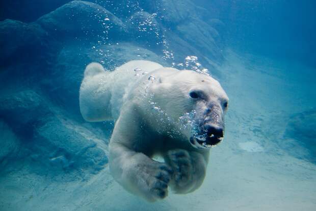 Интересные факты о белом медведе белый медведь, перспективы выживания, происхождение