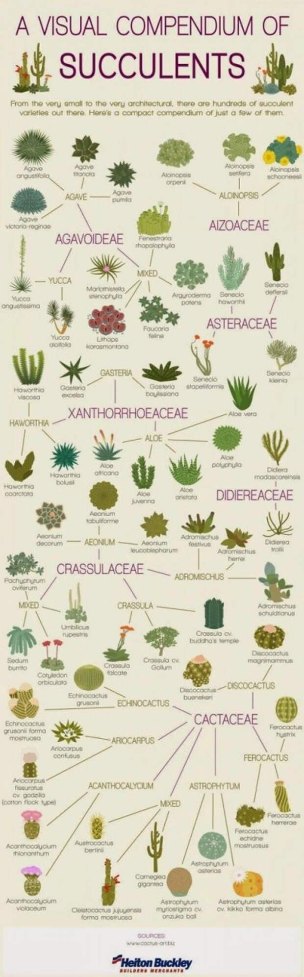 Виды и сорта кактусов и суккулентов