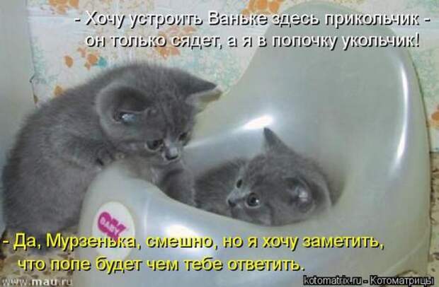 Котоматрицы(картинки с подписями)