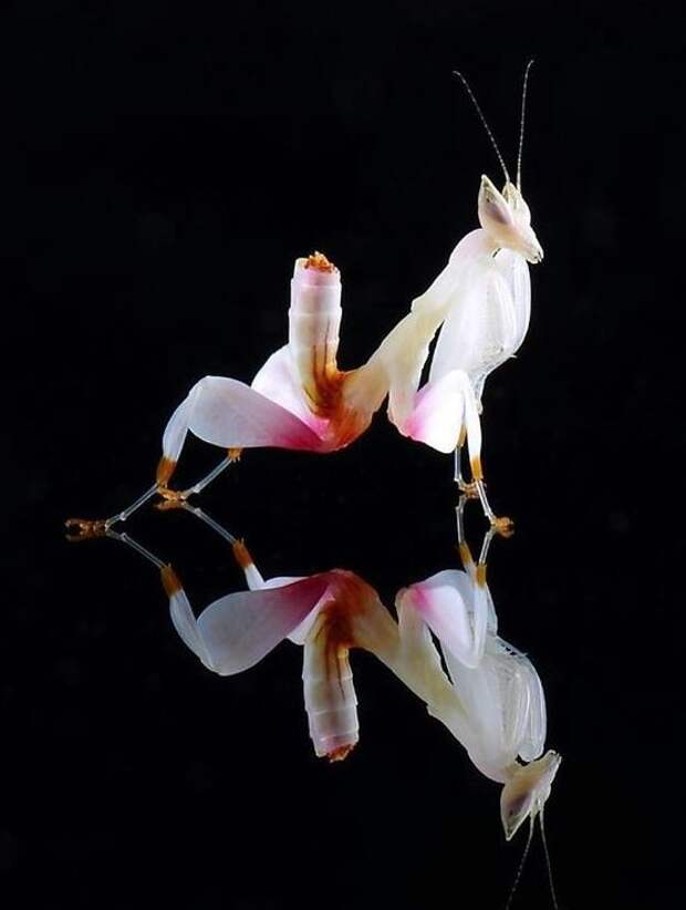 Богомол - чертов цветок богомолы, интересное, красота, насекомые