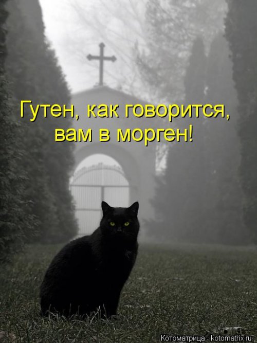 Лучшая котоматрица недели (35 фото)