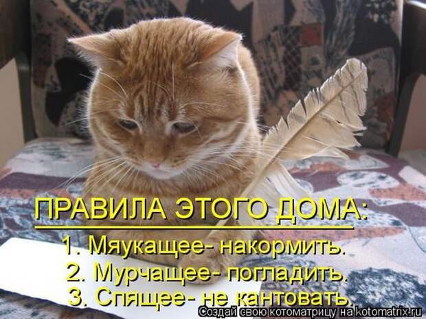 Лучшие котоматрицы недели
