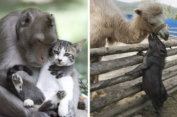 Дружба среди животных есть! дружба, животные