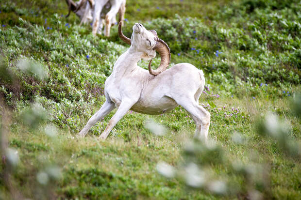 США. Аляска. Прогулка по Национальному парку Денали. (NPS Photo/Alex Vanderstuyf)