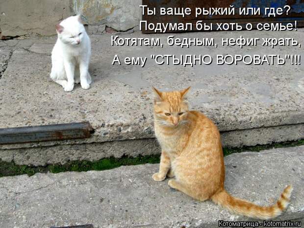 Лучшие котоматрицы недели (50 фото)