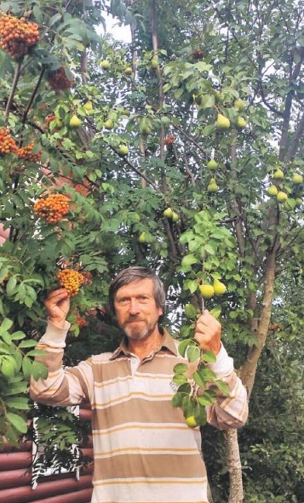 Житель Лосинки собрал урожай груш и рябины с одного дерева
