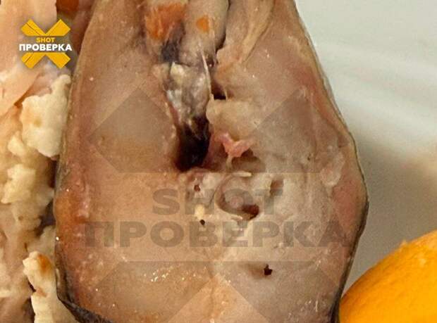 SHOT: в Египте семью россиян с детьми накормили скумбрией с червями