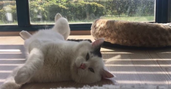 Кот-приманка, которого подростки бросили на стройке, теперь улыбается людям!