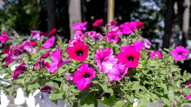 Как сеять петунию на рассаду: главная ошибка с семенами-«пылинками»