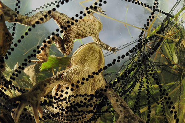 Лучшие фотографии Wildlife Photographer 2013 Лучшие фотографии Wildlife Photographer 2013
