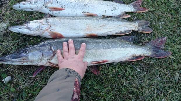 Алтайские рыбаки похвастались большими хищными трофеями. Фото