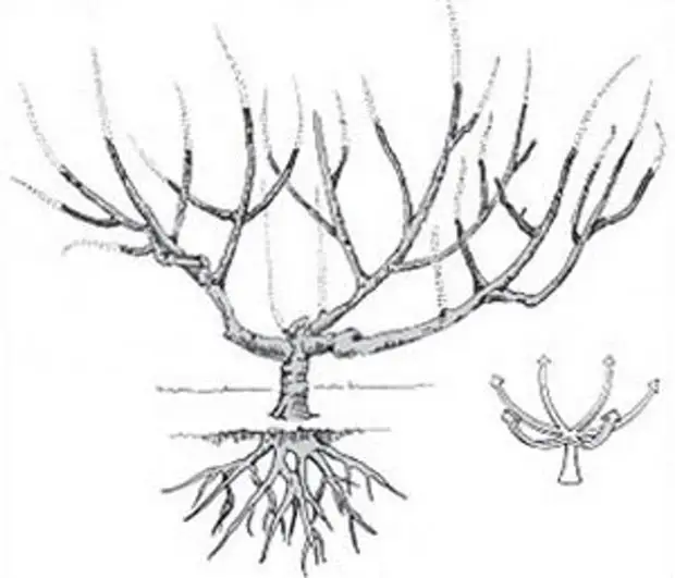 Формирование персика кустом схема