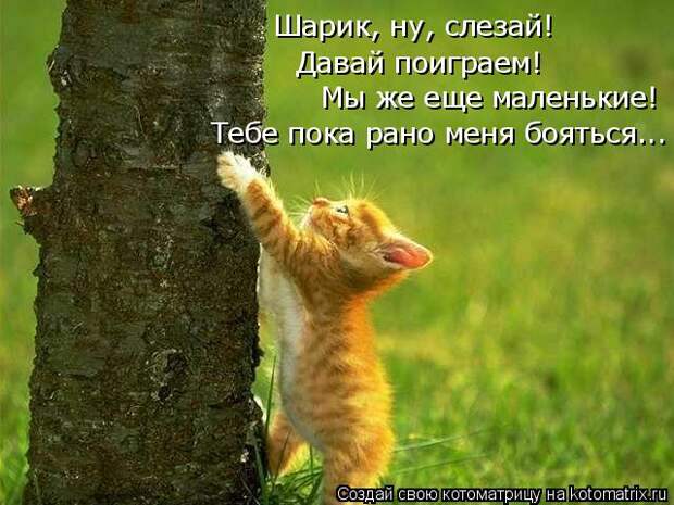 Лучшие котоматрицы недели (50 фото)