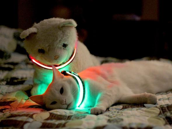 Котодизайн
