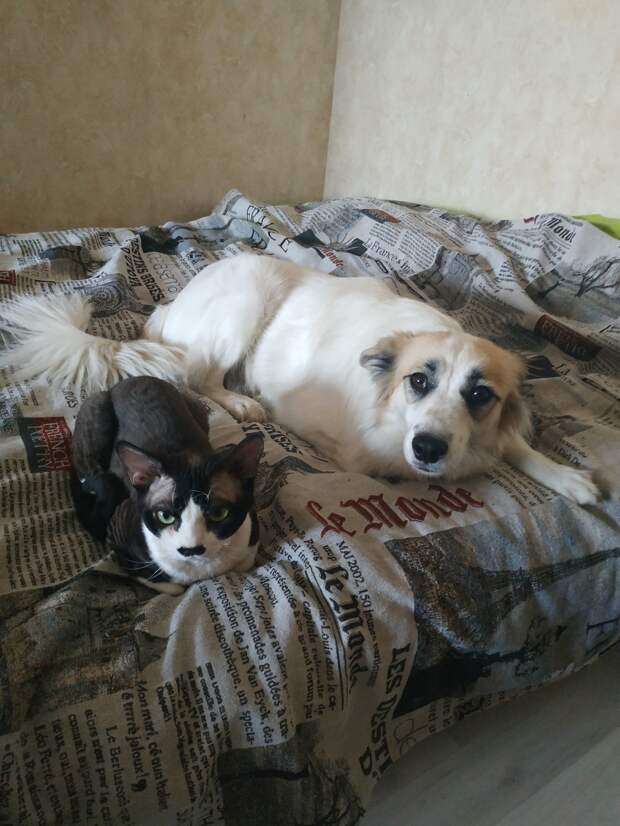 собака и кот