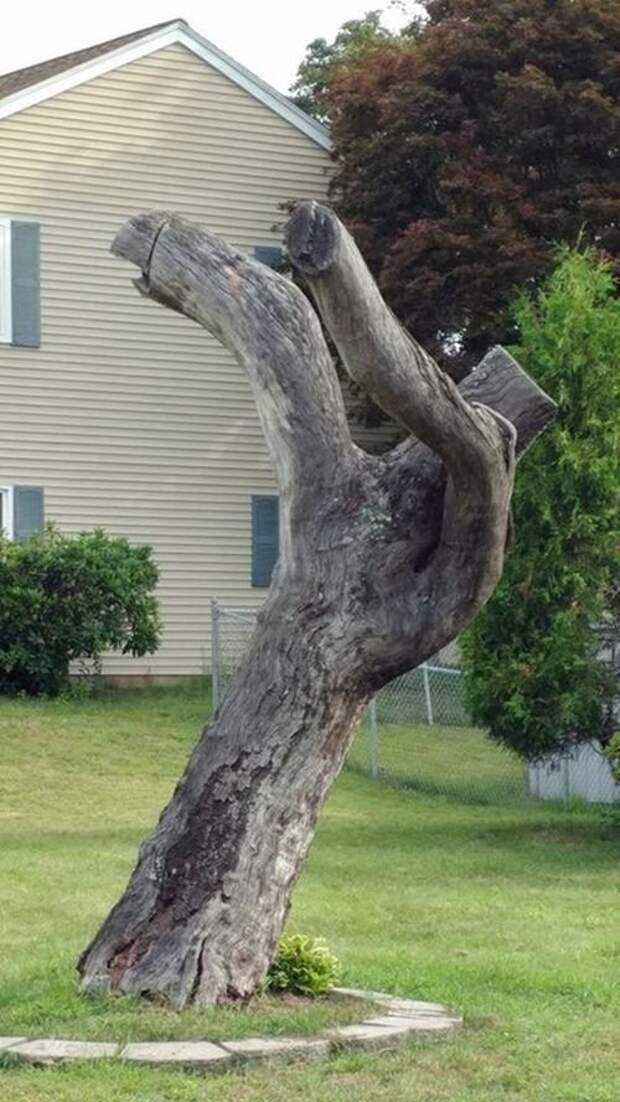 25. Дерево делает жест "дэб" - популярное хип-хоповое движение Забавные фото, забавные фотки, неожиданные, смешные фото, удивительные фото
